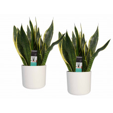 Decorum Duo Sansevieria Superba met Elho b.for white