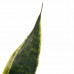 Decorum Duo Sansevieria Superba met Elho b.for white