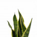 Decorum Duo Sansevieria Superba met Anna Grey potten