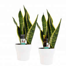 Decorum Duo Sansevieria Superba met Anna White potten