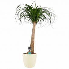 Decorum Beaucarnea Recht met Elho brussels soap