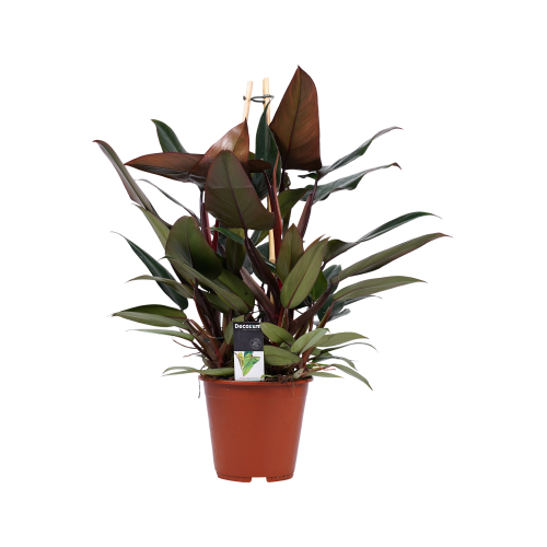 Decorum Philodendron New Red – Pyramide 