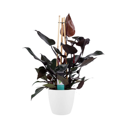 Decorum Philodendron Ruby  - Pyramide in ELHO Round (wit)