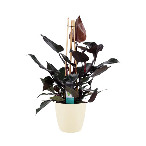 Decorum Philodendron Ruby  - Pyramide in ELHO Round (soap)