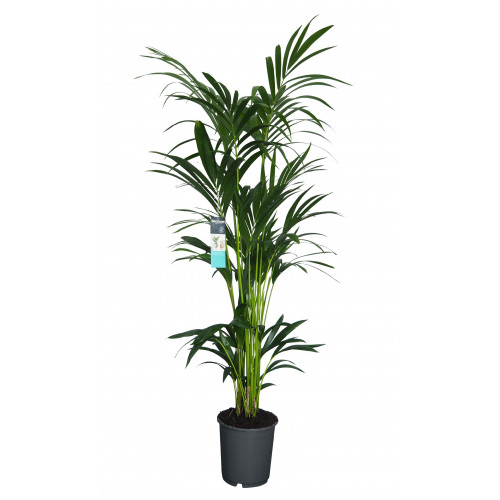 Decorum XL Kentia Palm