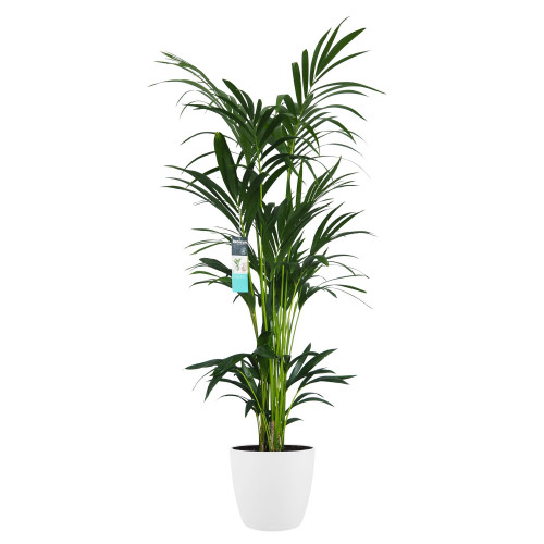 Decorum XL Kentia Palm in ELHO Brussels pot (wit)