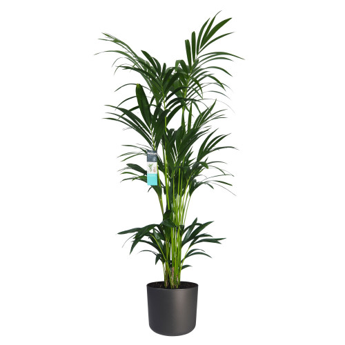 Decorum XL Kentia Palm in ELHO B.for pot (antraciet)