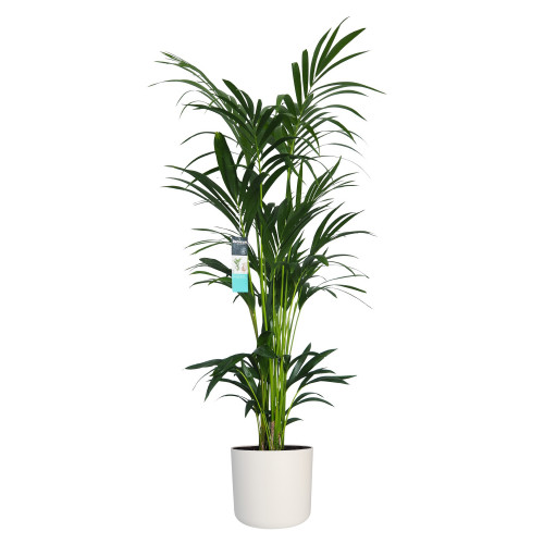 Decorum XL Kentia Palm in ELHO B.for pot (wit)