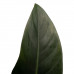 Decorum Philodendron Congo Rojo