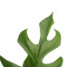 Decorum Philodendron Minima in ELHO sierpot Brussels (Wit)