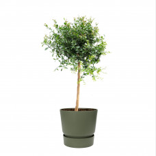 Citrus Australasica in ELHO outdoor sierpot Greenville Rond (groen)