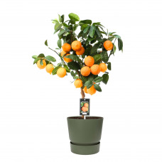 Citrus Red Lime op stam in ELHO outdoor sierpot Greenville Rond (groen)