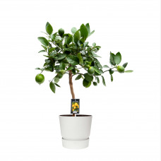 Citrus Lime in ELHO outdoor sierpot Greenville Rond (wit)