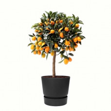 Citrus Kumquat in ELHO outdoor sierpot Greenville Rond (zwart)