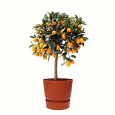 Citrus Kumquat in ELHO outdoor sierpot Greenville Rond (brique)