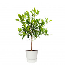 Citrus Hystrix in ELHO outdoor sierpot Greenville Rond (wit)