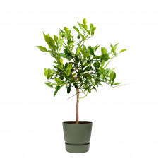 Citrus Hystrix in ELHO outdoor sierpot Greenville Rond (groen)