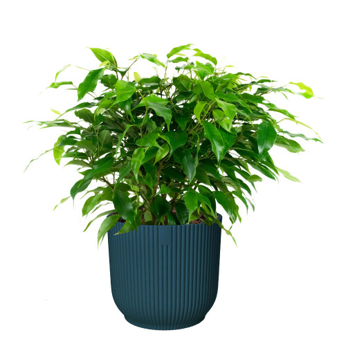 Ficus ‘Green Kinky’ in ELHO Vibes Fold sierpot (diepblauw)