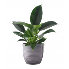 Philodendron Green Princess in Bergamo keramiek (grijs)