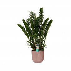 Decorum Zamioculcas in Elho Vibes Fold Rond sierpot (delicaat roze)