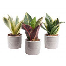 Trio Sanseveria in trendy keramiek