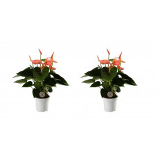 Duo Anthurium Spirit