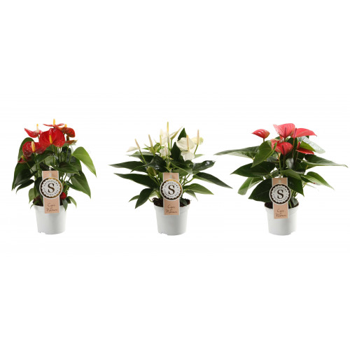 Anthurium Mix White, Red and Pink Champion