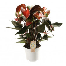 Anthurium 