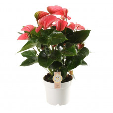 Anthurium 