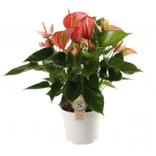 Anthurium Livium Red