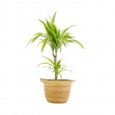 Dracaena deremensis Lemon Lime in handgevlochten sierpot Nelis (naturel)