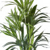 Kentia Palm in ELHO b.for soft sierpot (antraciet)