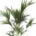 Kentia Palm in ELHO sierpot (Brussels Round antraciet)