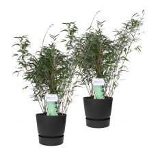 Duo ‘Fargesia Rufa’ (Bamboe) in ELHO outdoor sierpot Greenville (zwart)