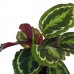 Calathea Medaillon 