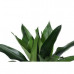 Dracaena Janet Lind