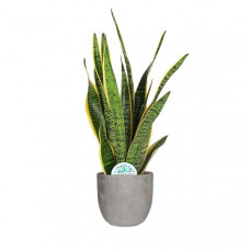 Sansevieria Laurentii in Mica sierpot Jimmy (lichtgrijs)