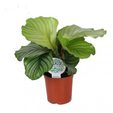 Calathea orbifolia