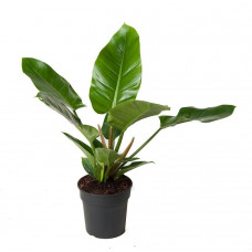 Philodendron Imperial Green